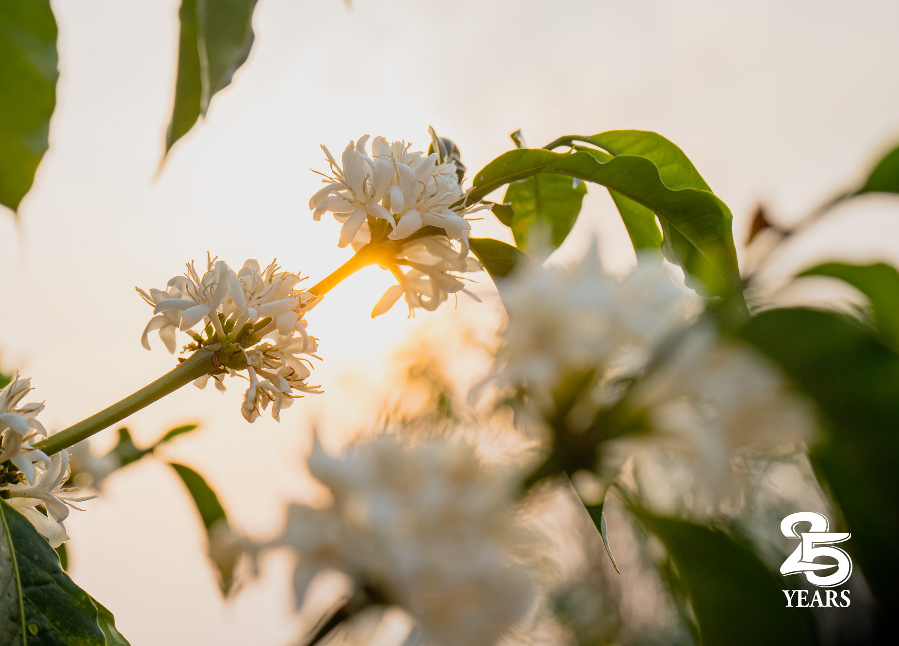 flores e folhas de café