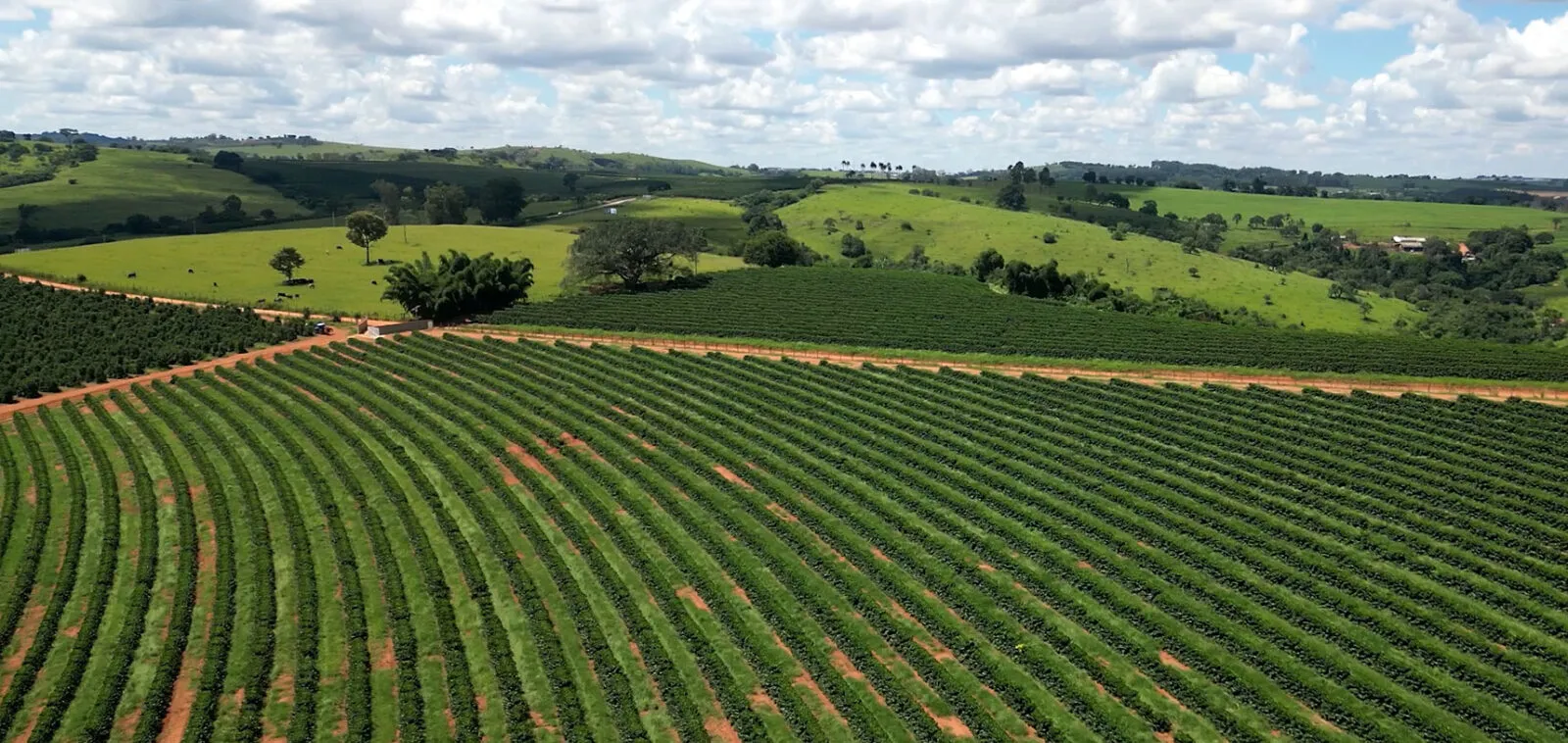 Um novo capítulo na agricultura: a transição regenerativa no Brasil