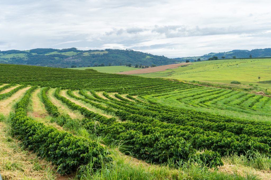 Paisagem rural com extensos campos de café plantados em fileiras curvas em colinas onduladas. Montanhas verdes distantes e um céu nublado formam o fundo.