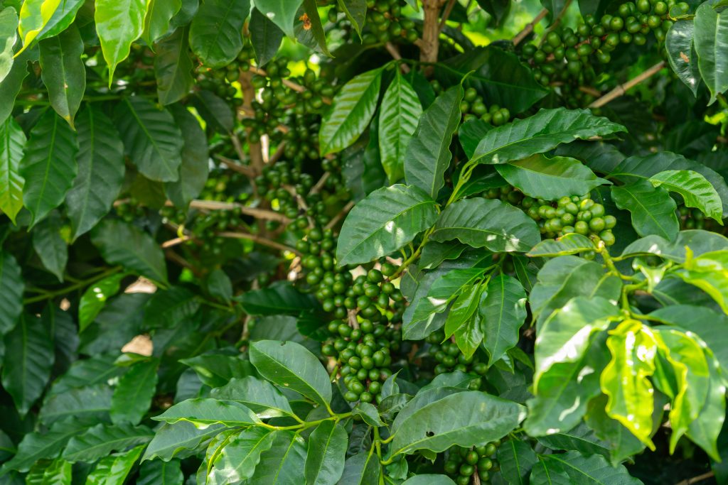 Coffee bush with dark, glossy green leaves and numerous clusters green cherries growing along the branches.