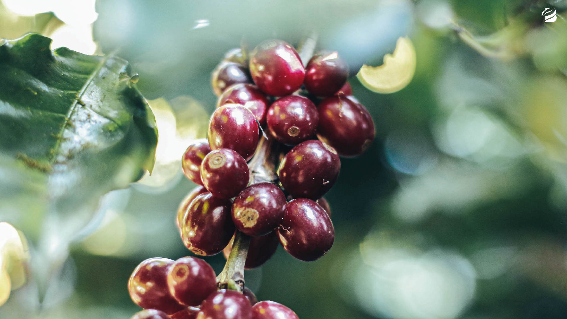 Por que a rastreabilidade e práticas ESG estão se tornando decisivas na compra de café verde?