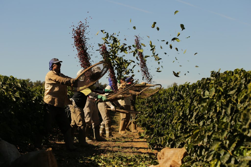 Trabalhadores rurais em uma fazenda de café peneirando manualmente os grãos recém-colhidos em um campo sob céu azul, com grãos e folhas suspensos no ar pela peneira.