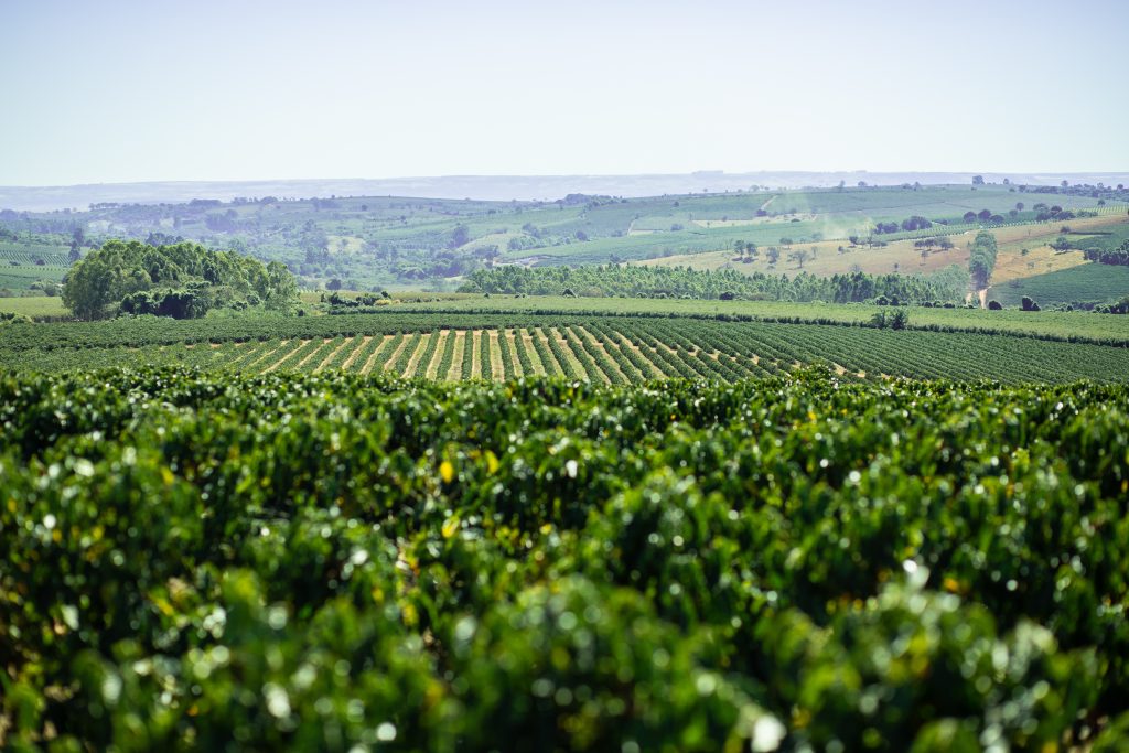 Vasta plantação de café arábica em região montanhosa do Brasil, exibindo fileiras uniformes e manejo agrícola de precisão. A paisagem ilustra a escala de produção sustentável e o 'terroir' ideal para o cultivo de cafés especiais destinados à exportação.