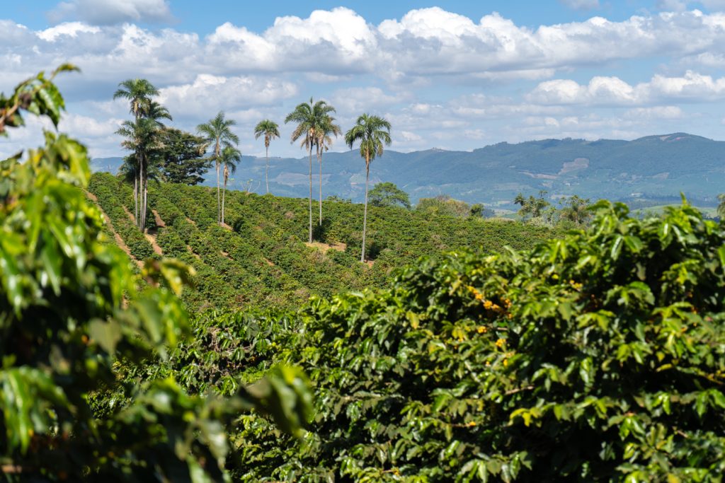 Paisagem de cafezal em região montanhosa, pontuado por árvores nativas, sob um céu azul nublado.
