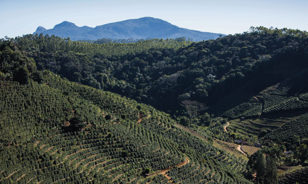 Plantações de café de alta altitude cultivadas em encostas íngremes e sinuosas, cercadas por densa mata nativa preservada e montanhas ao fundo. A imagem destaca as condições geográficas ideais para a produção de cafés arábica complexos e de qualidade superior para o mercado de exportação.
