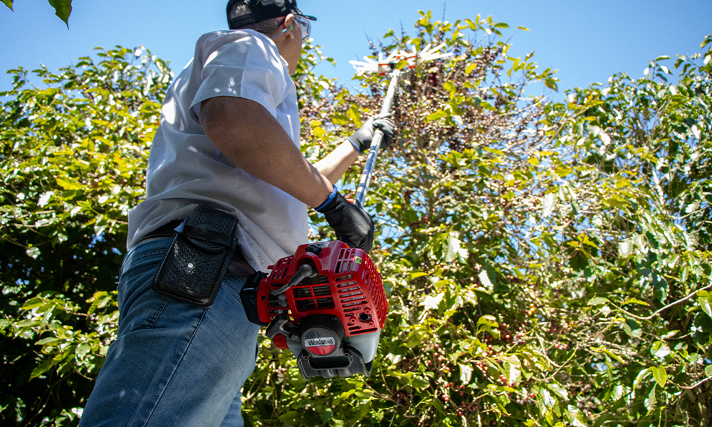Semi-mechanized coffee harvesting: an operator handles a red portable mechanical harvester (Shindaiwa brand) with a vibrating hook to collect ripe fruits directly from the coffee tree canopy.)