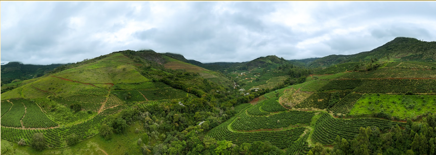 Sul de Minas: por que a região se tornou uma das bases do café especial brasileiro
