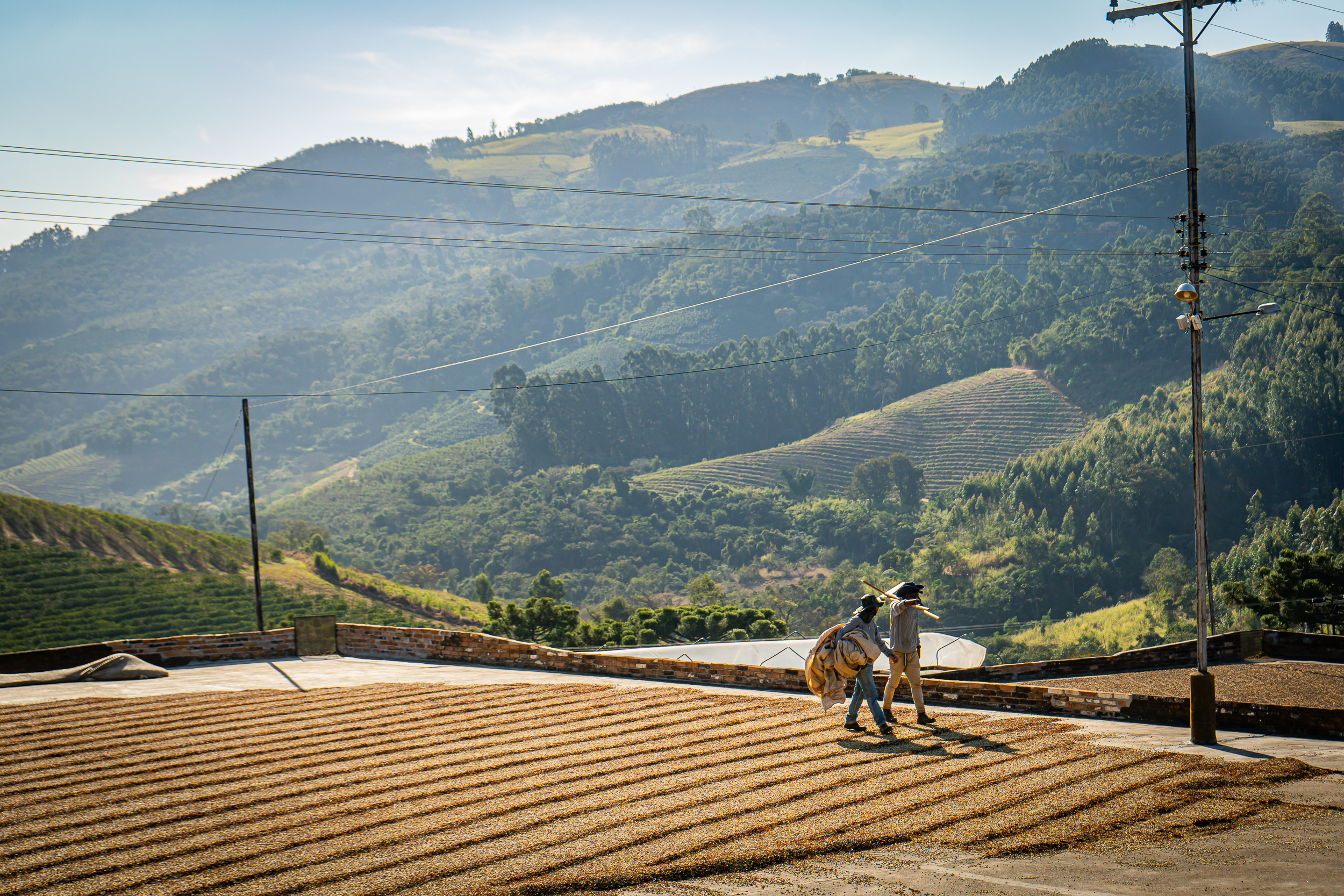Do cultivo à exportação: como a rastreabilidade transforma a cadeia do café