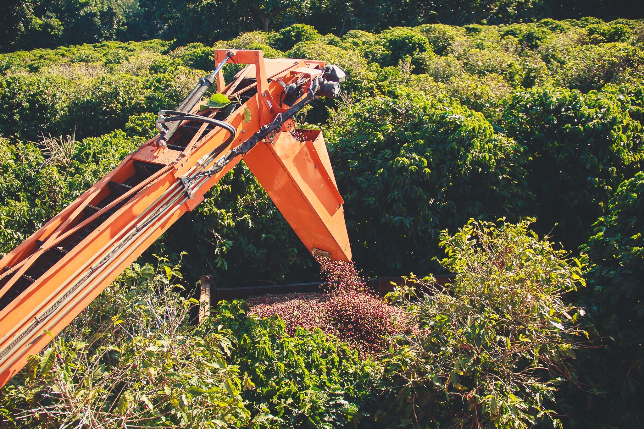 Safra 2026: O cenário promissor da nova colheita de café