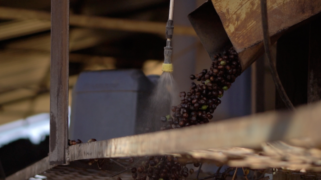 How fermentation can elevate the potential of specialty coffee 2 Fermentation 3