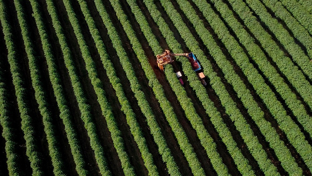 Cerrado Mineiro: O que acontece quando terroir e tecnologia se juntam 1 image 3