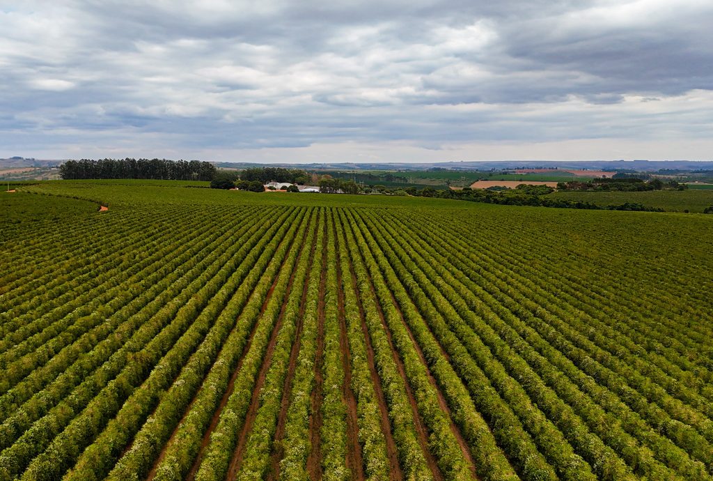 Cerrado Mineiro: O que acontece quando terroir e tecnologia se juntam 2 image 4